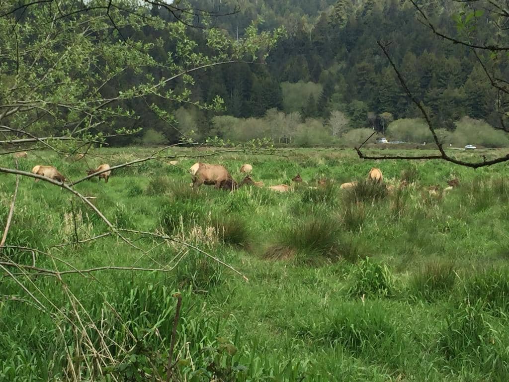 Peaceful Forest Bathing