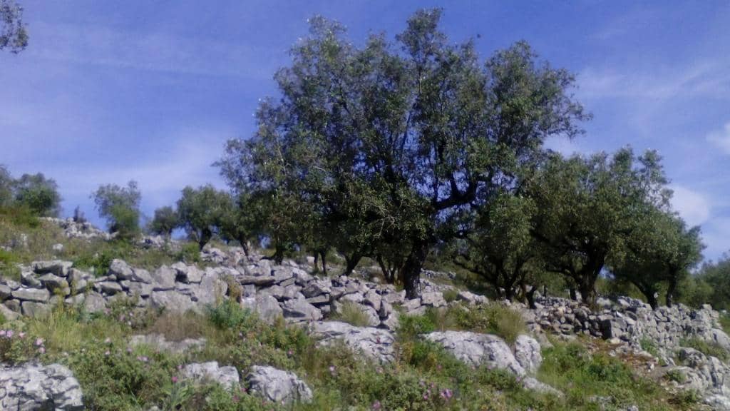 Scenic Hiking Trails