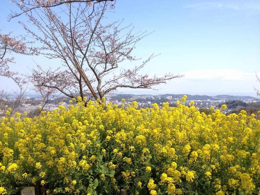 さくらと菜の花