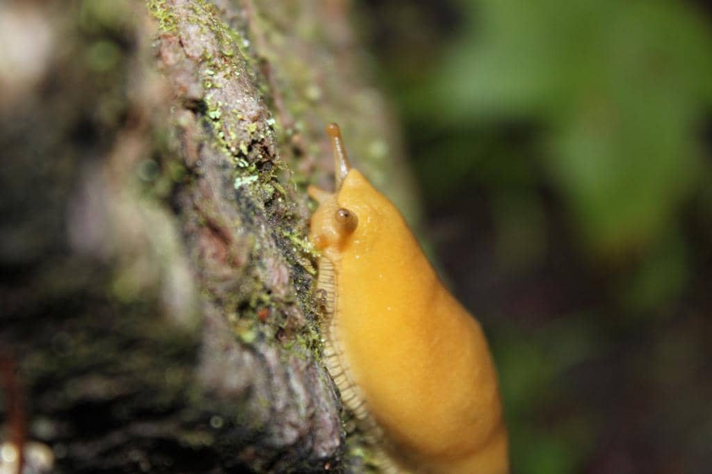 Van Damme Beach & Tide Pools