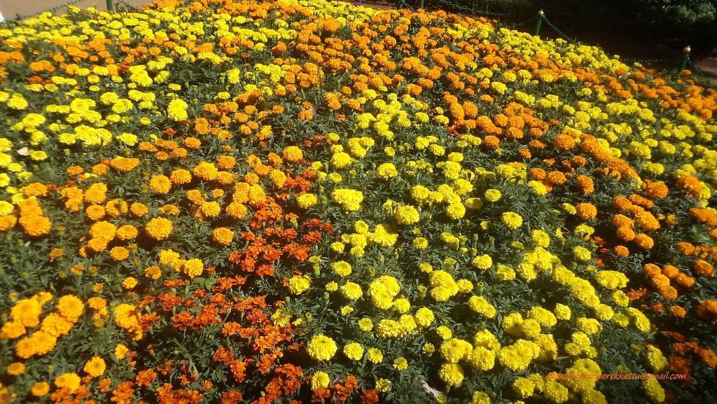 Botanical Garden, Ooty