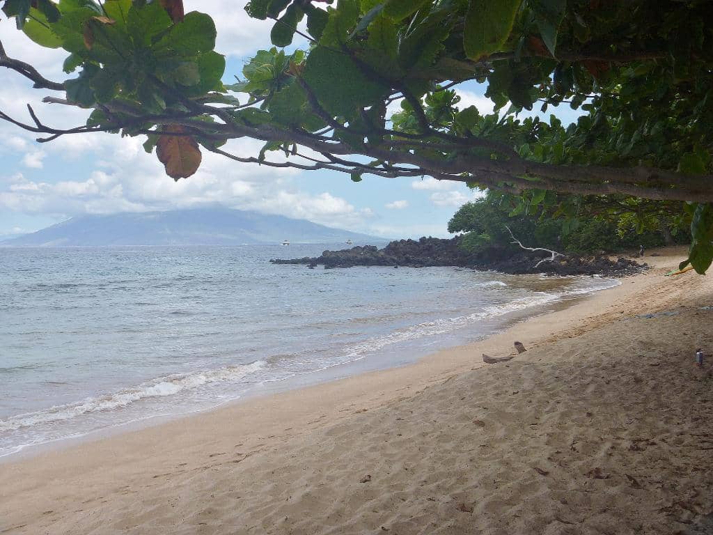 Sea Turtle Encounters