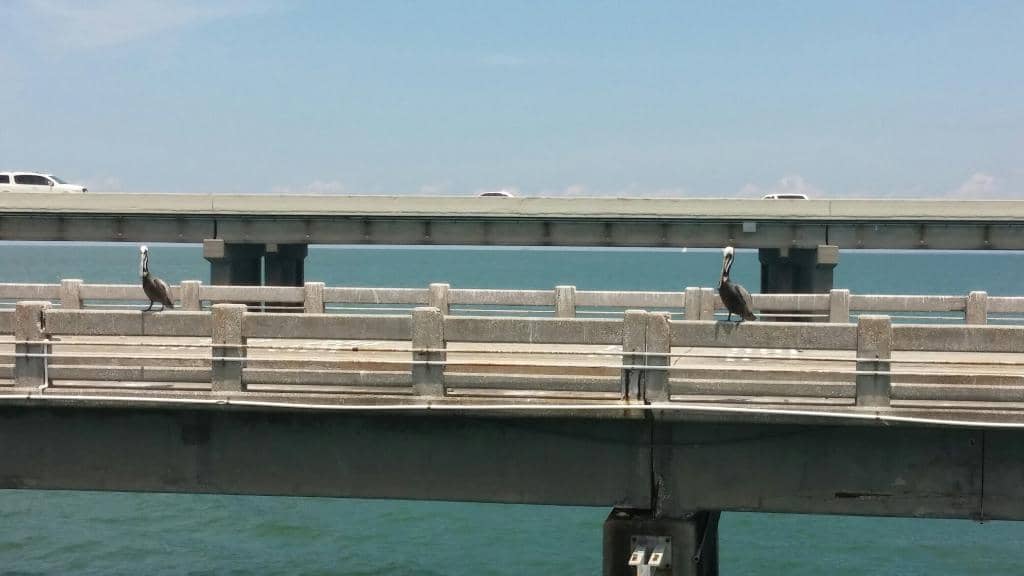Tarpon Fishing