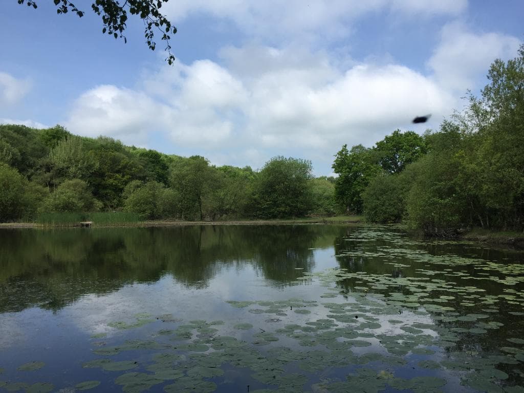 One of the many ponds around the walk