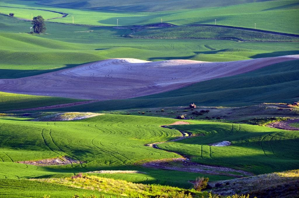 Palouse Photo