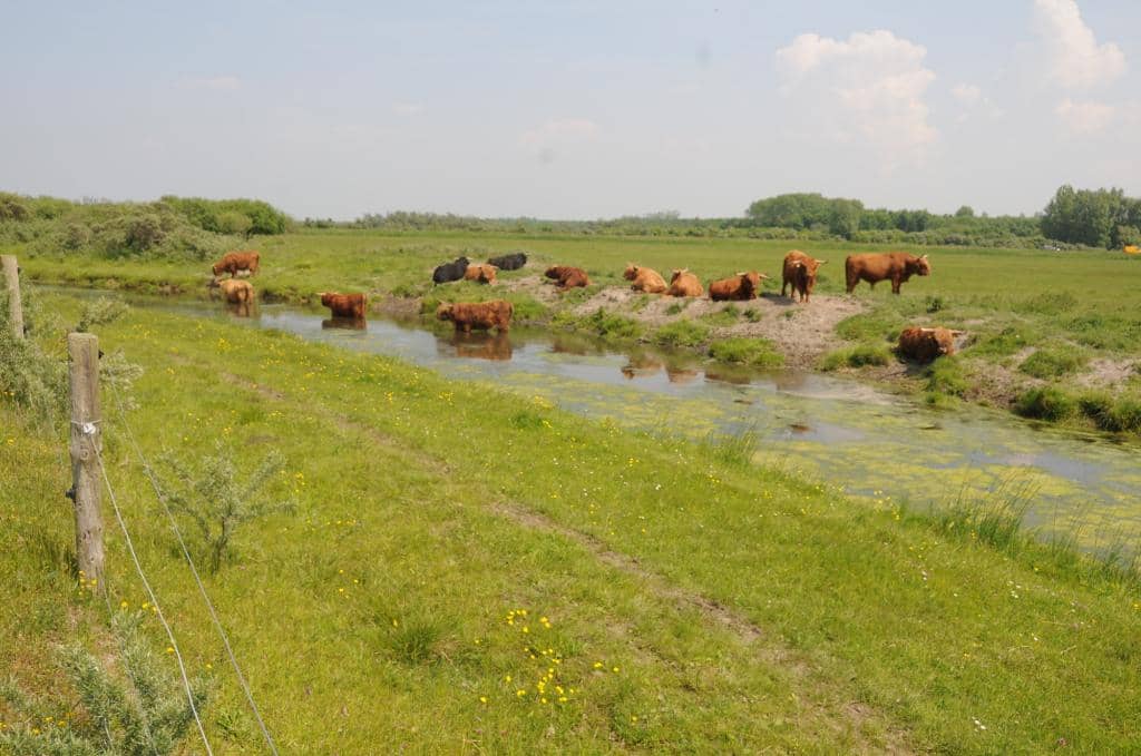 Konik Horses & Highland Cattle