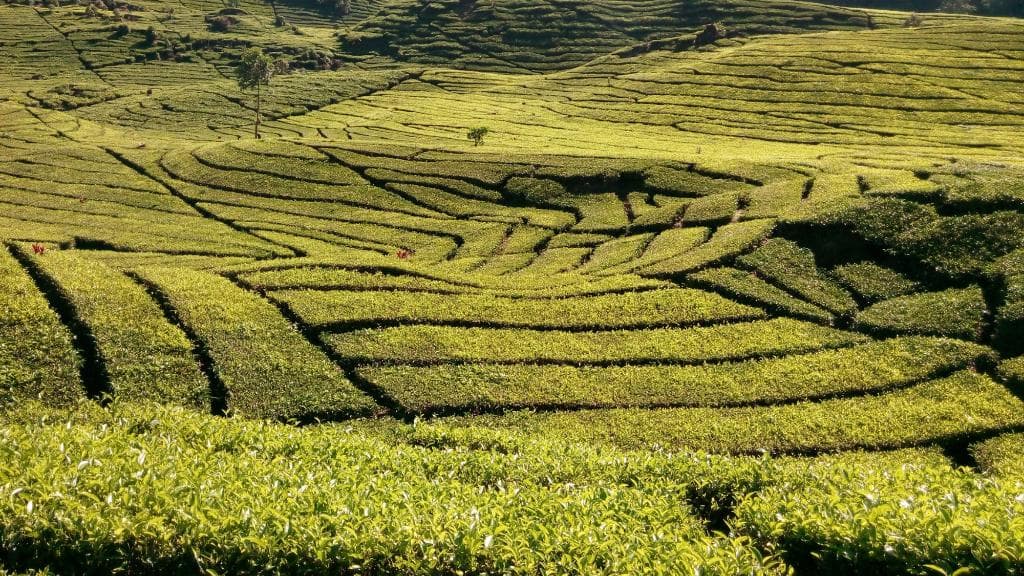 Tea Plantation