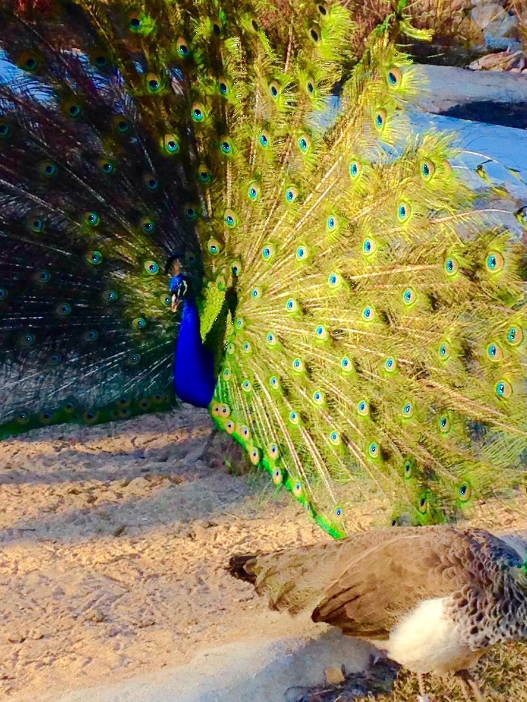 A must see place to go especially if you like feathered friends.