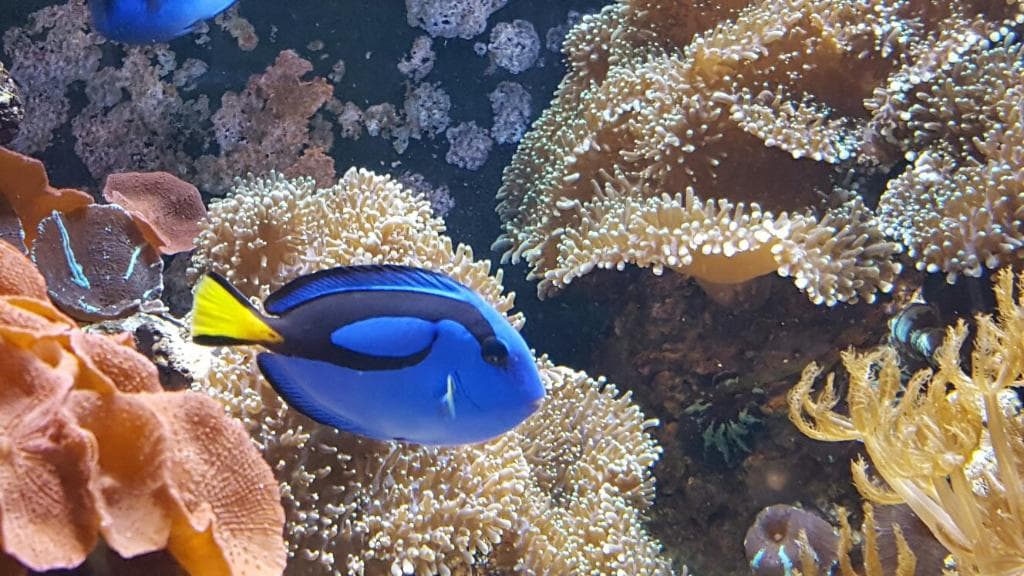 SEA LIFE Weymouth