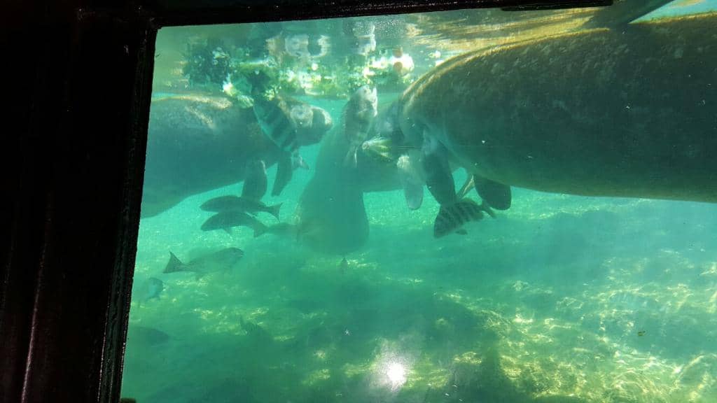 Manatee Viewing Boardwalks