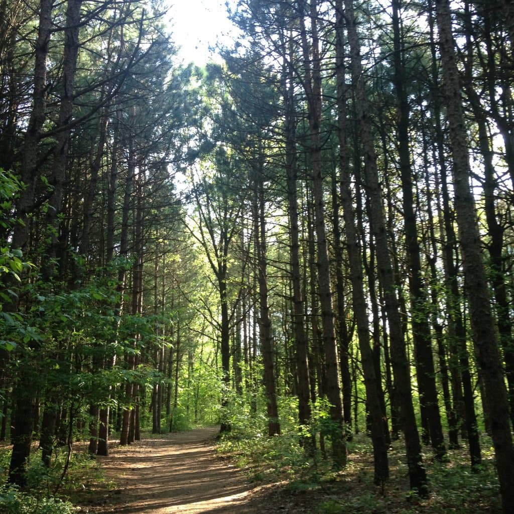 Mostly shaded trails