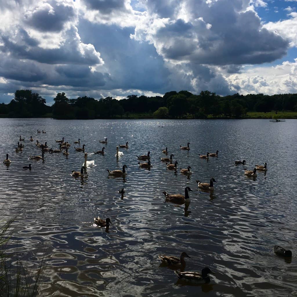 Parkrun Saturdays