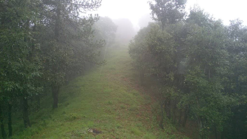 Trekking Through Cedar and Pine