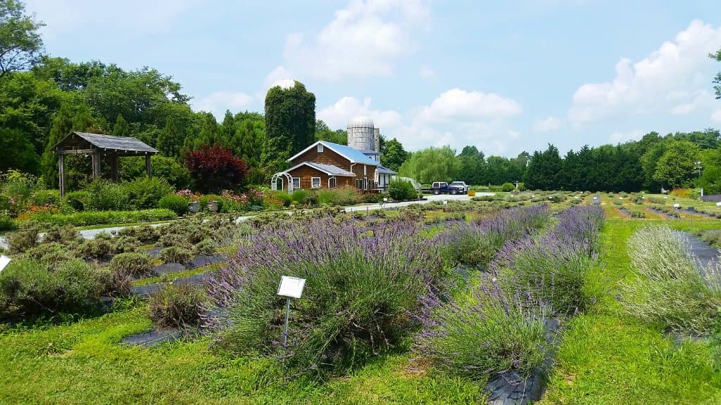 Lavender Fields Hvar Island
