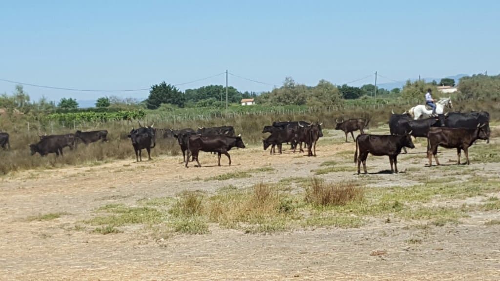 Camargue Boat Tours