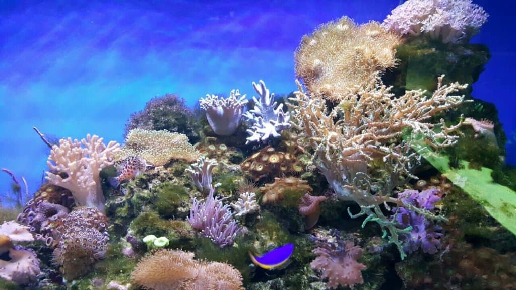 Океанариум РИФ