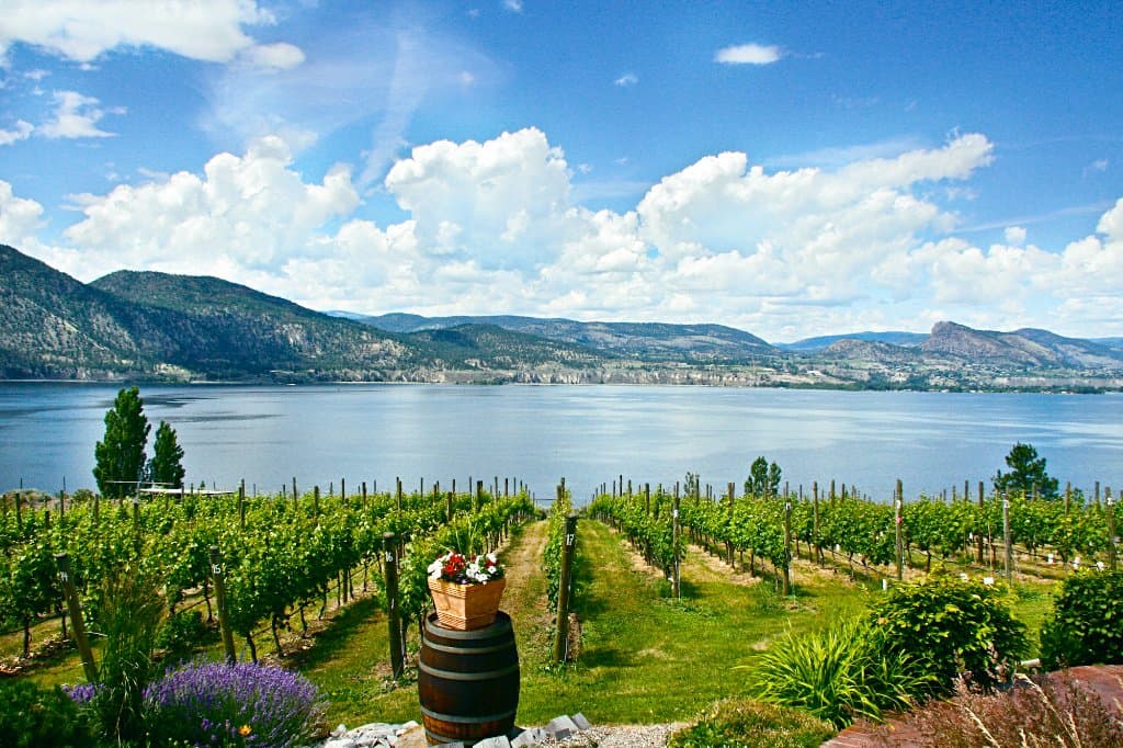 Bench 1775 Vineyard