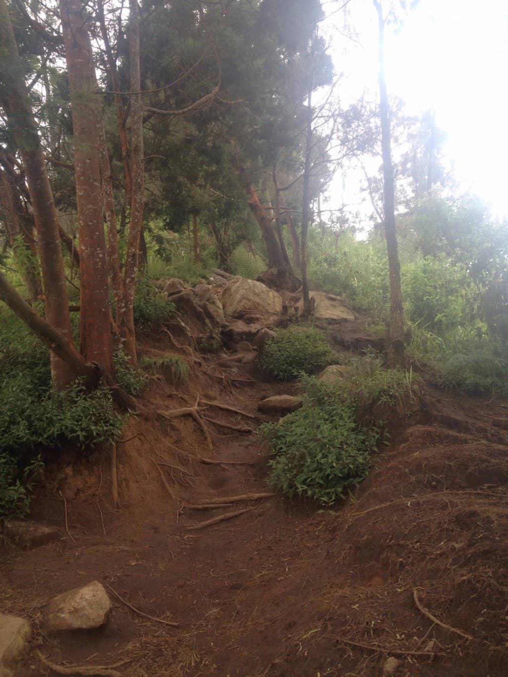 Forest Camping