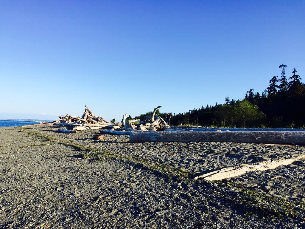 Driftwood scattered shore