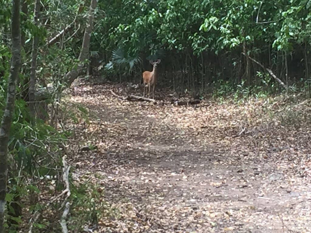 Francis Bay Salt Pond Trail