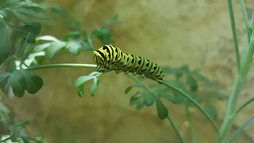 Butterfly House