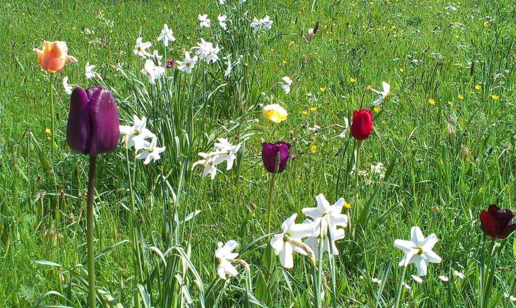 Sensory Garden