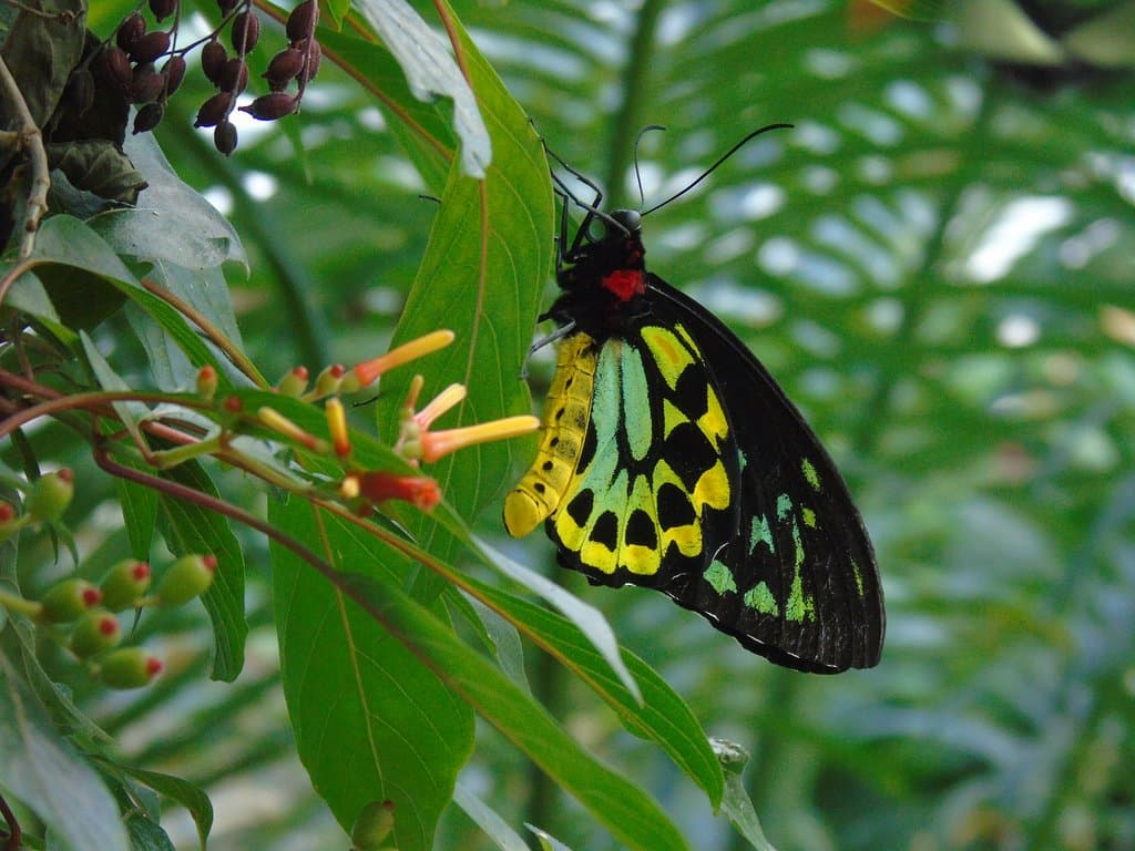 Butterfly