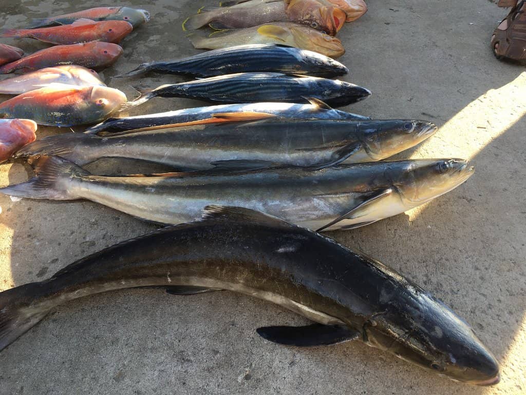 Abundant Marine Life