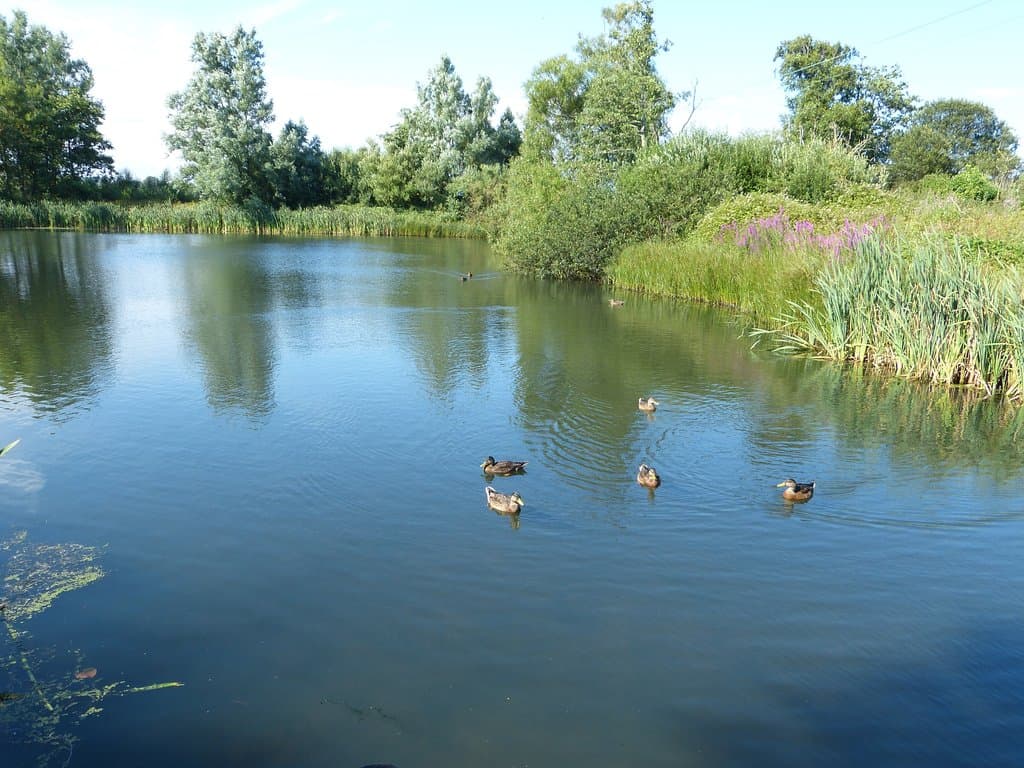 Duck Pond