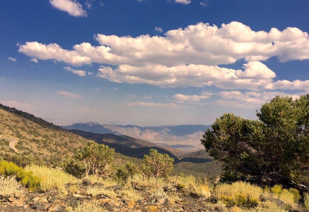 Ancient Bristlecone Pine Forest