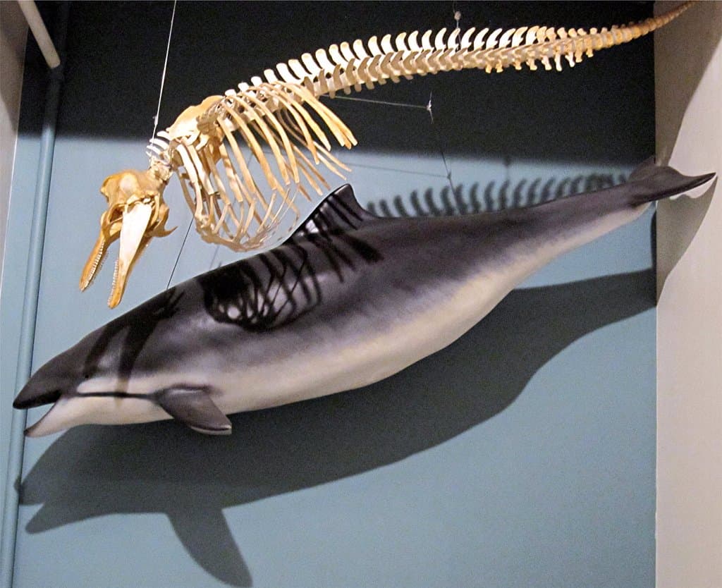 skeleton and model
