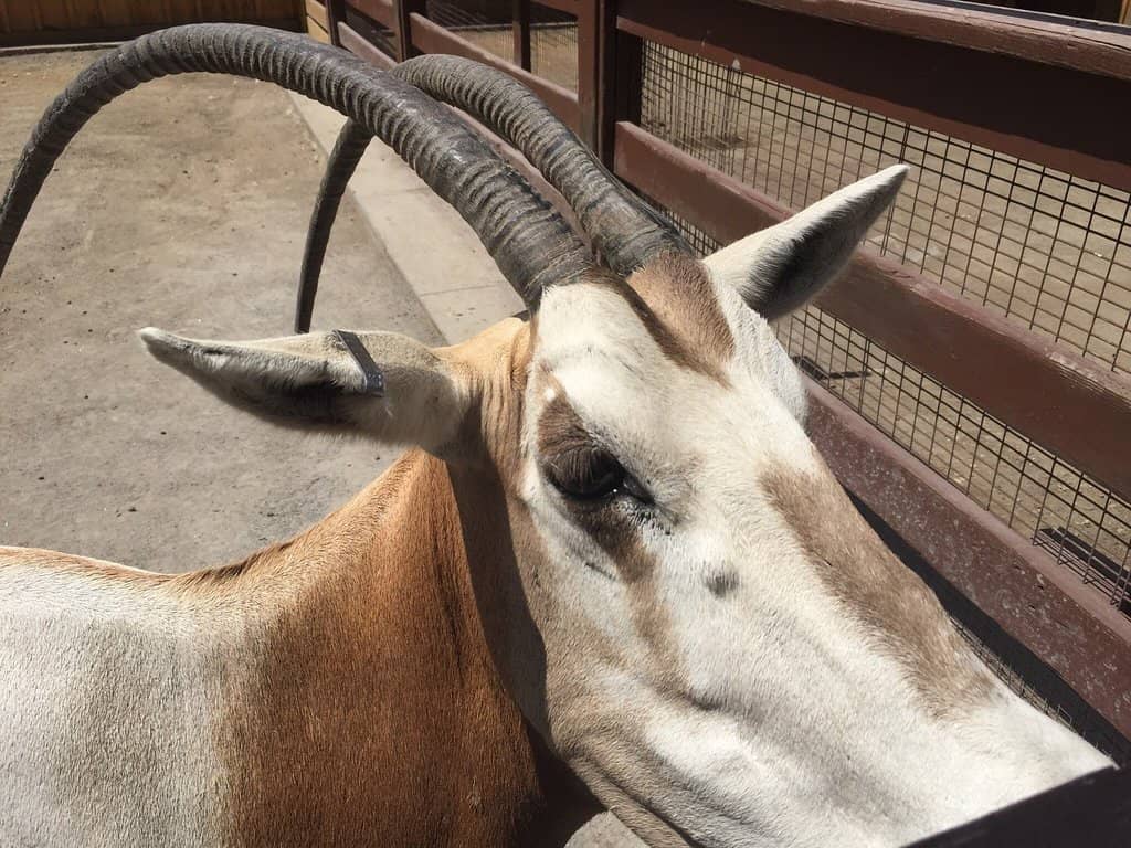 Equestrian Competitions