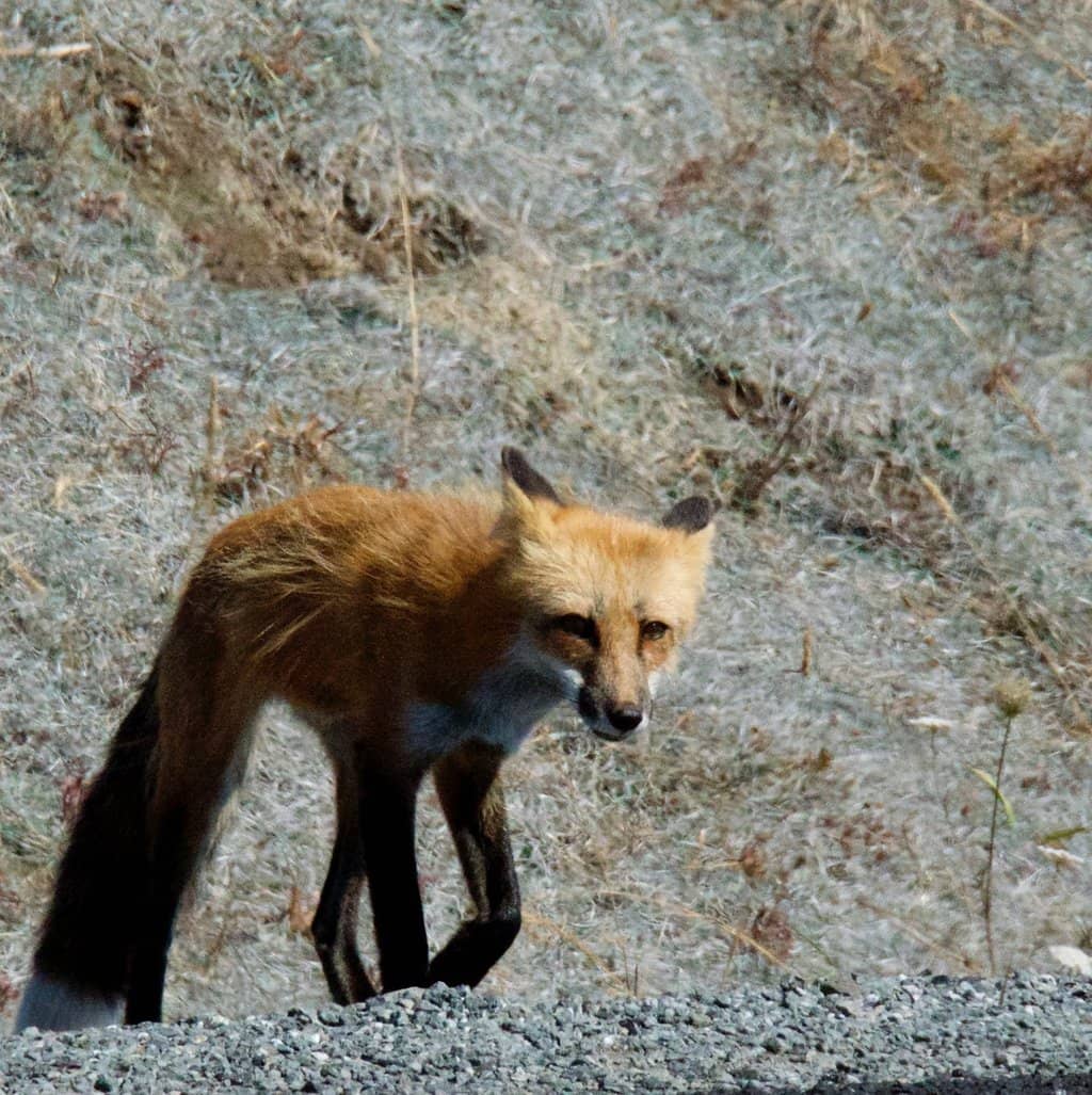 Whale Watching from Shore