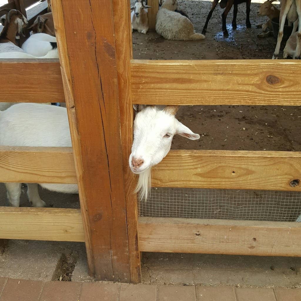 Wordley Martin Arenas