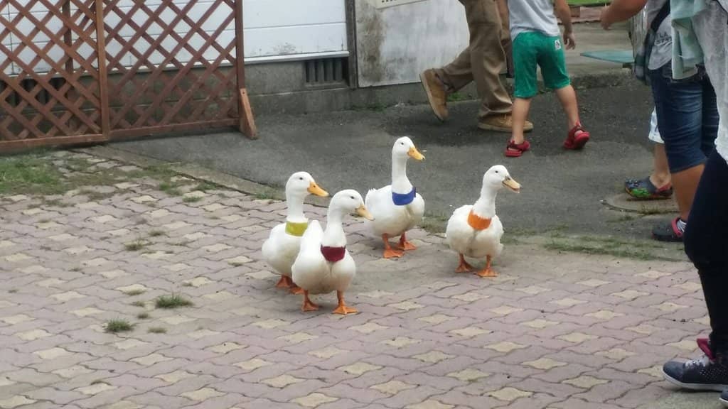 Capybara Interactions