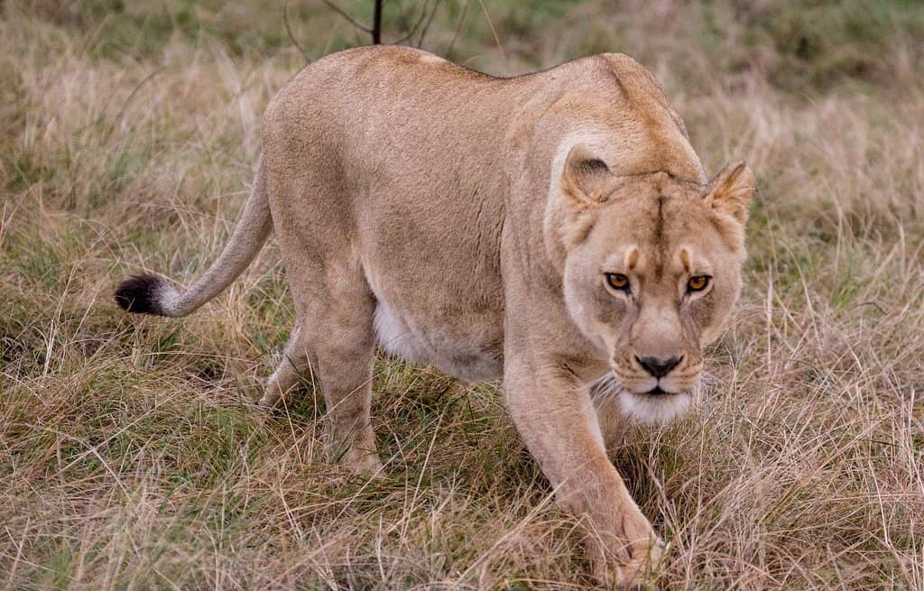 Expert Guided Safaris