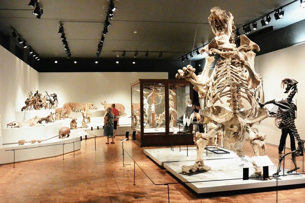 Museum of Zoology of the University of São Paulo