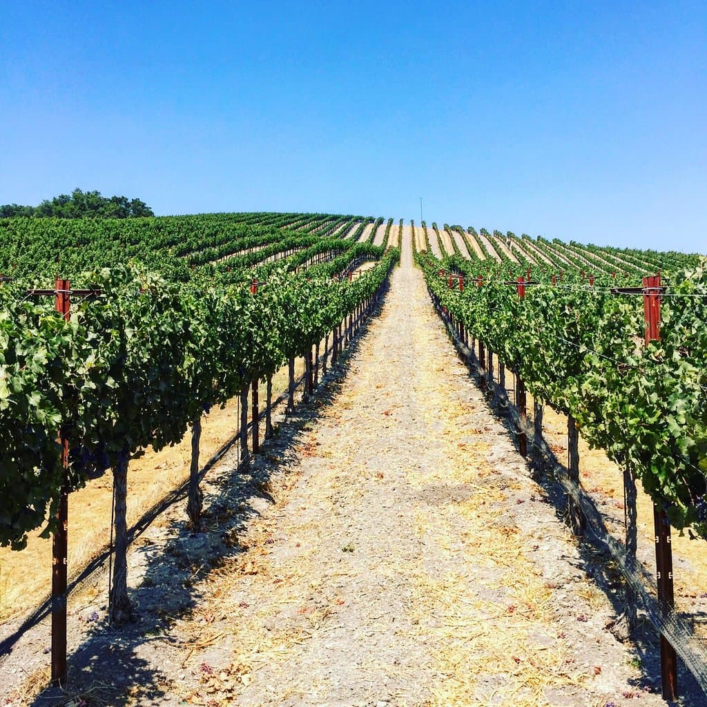Beautiful Vineyards ready for Harvest