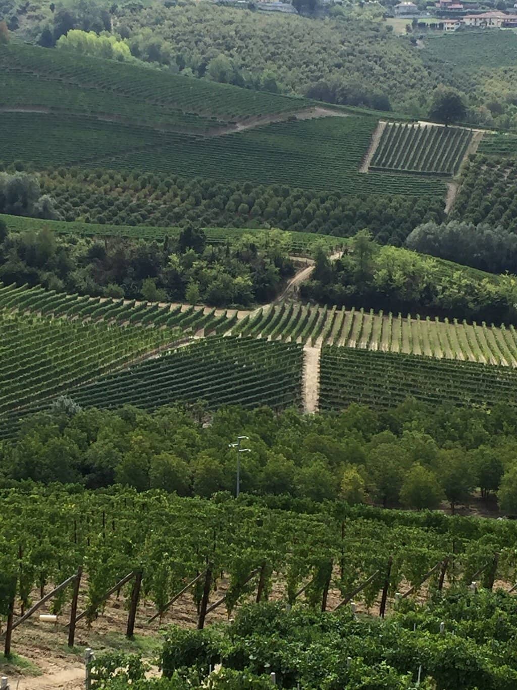 Vineyard Terrace Views