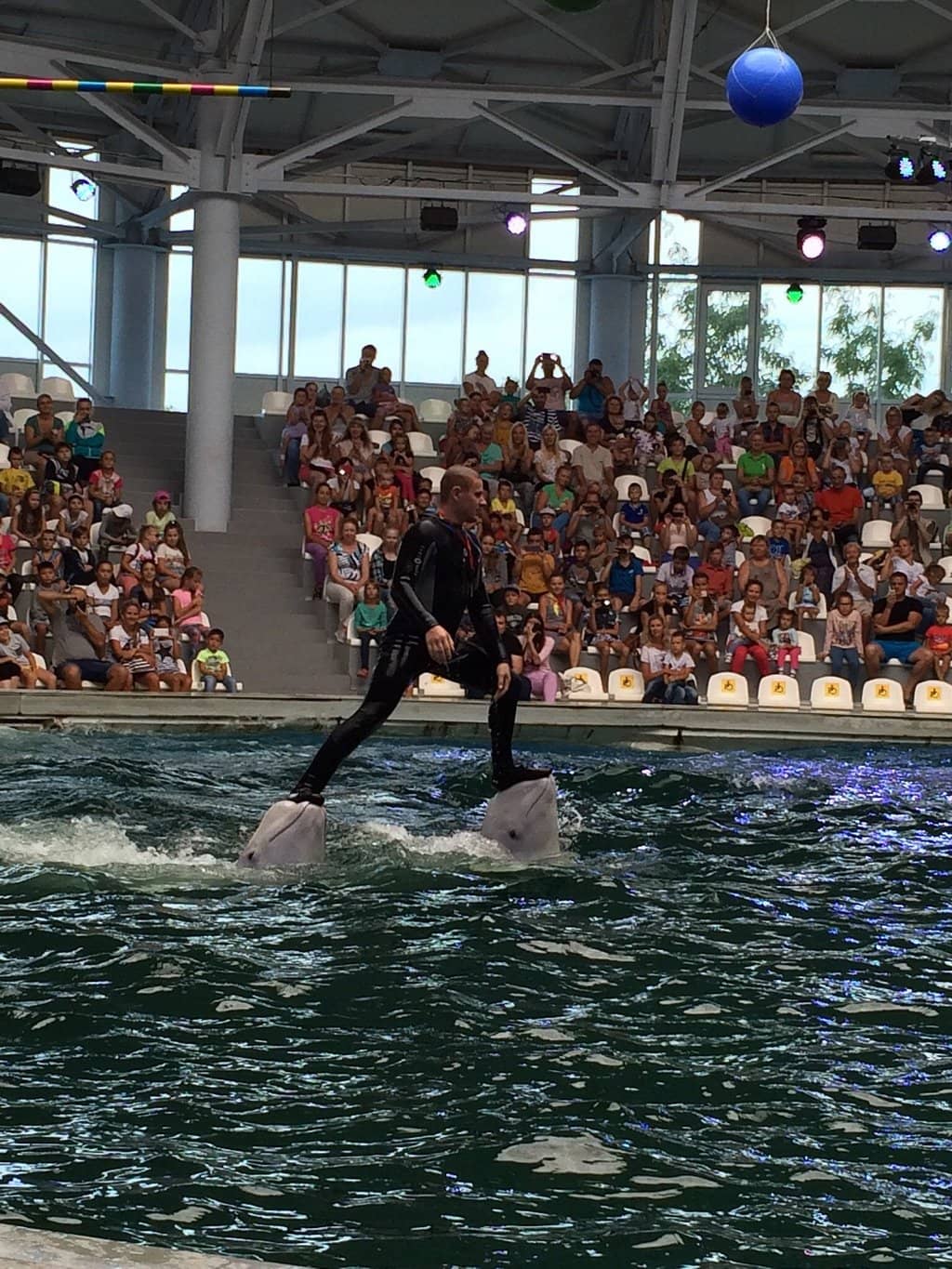 Dolphin Training & Feeding