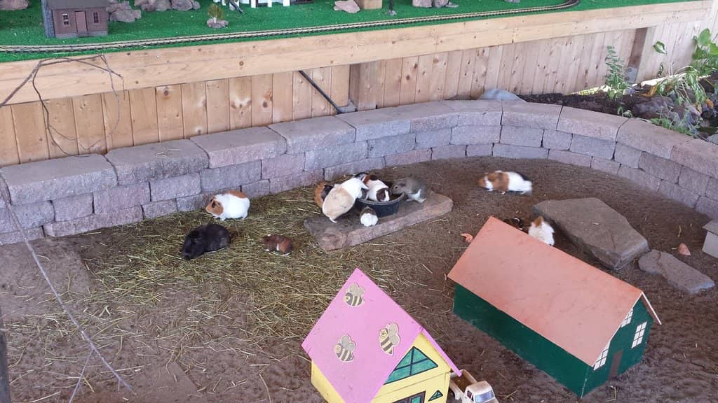 Playground & Barnyard Fun