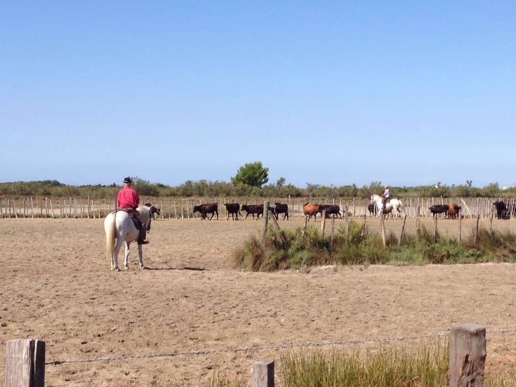 Estate History & Bulls