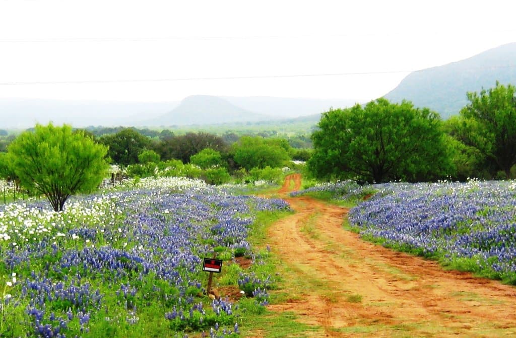 Blue bonnets in the spring
