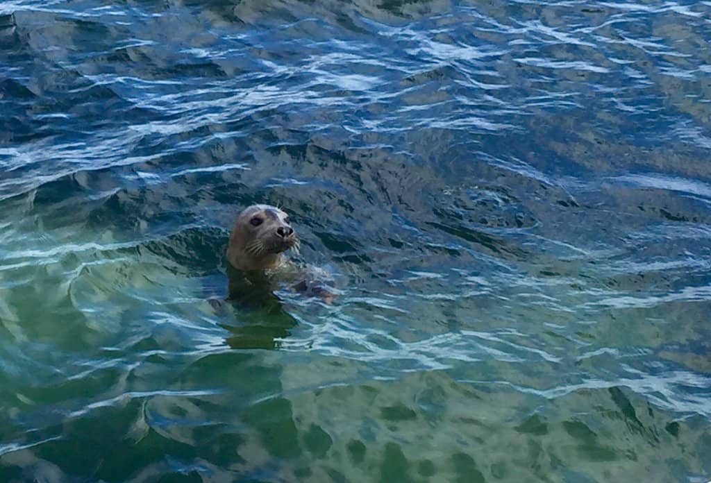 Tidal Pools and Birdwatching