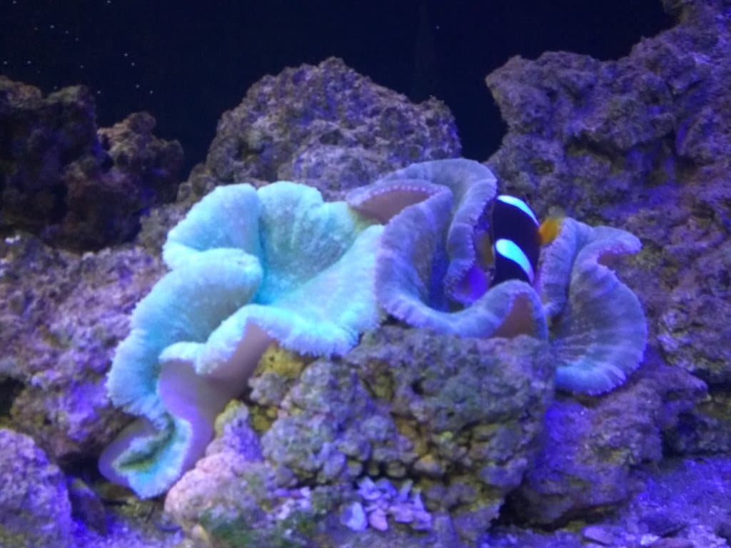 Fish Exhibit
