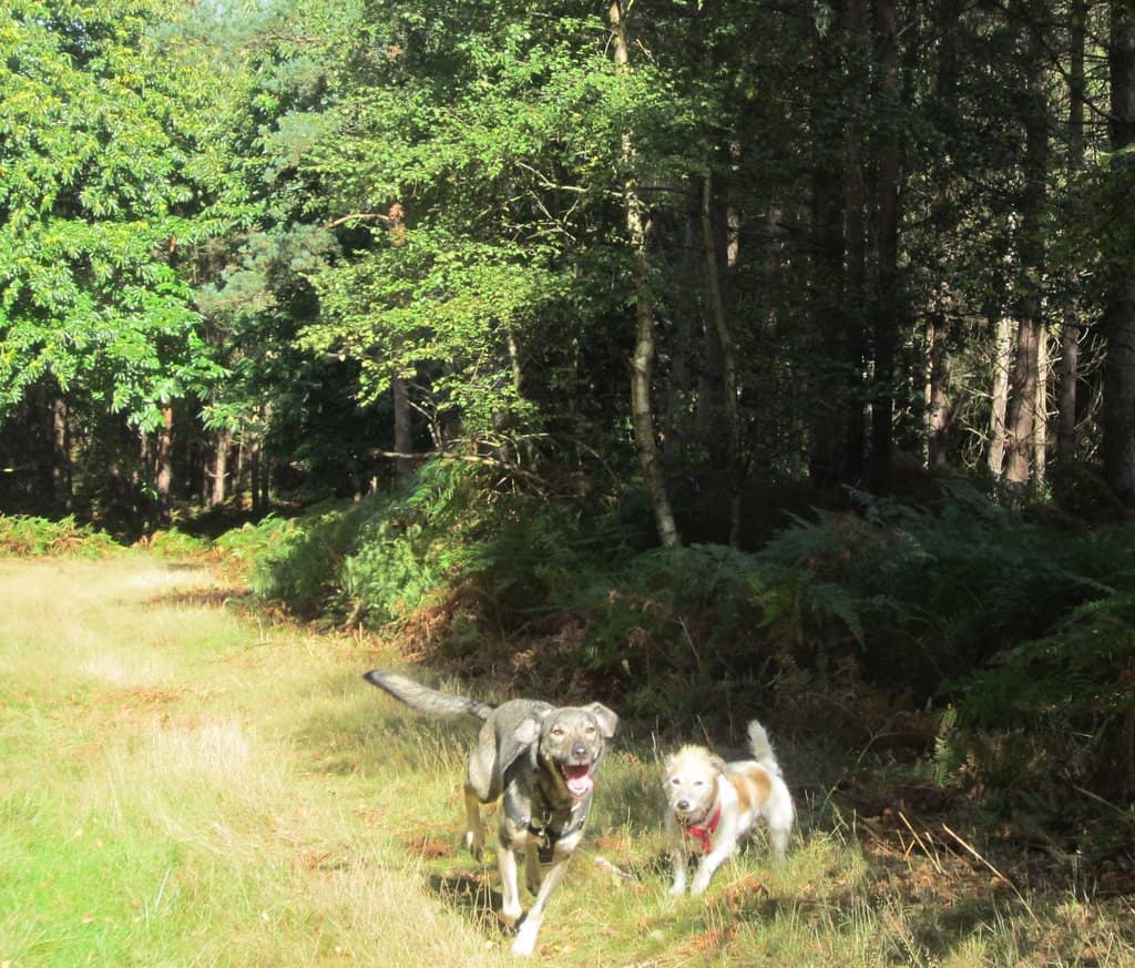 Woodland Walks & Nature