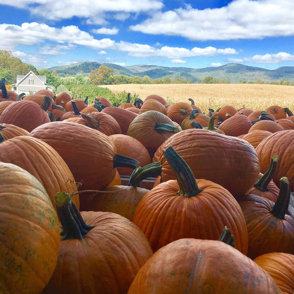 I had an apple fritter and an apple cider slushie. But here are some pumpkins and mountains.