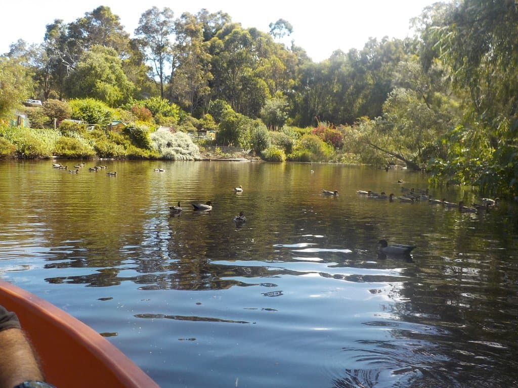 Rowing in the pond.