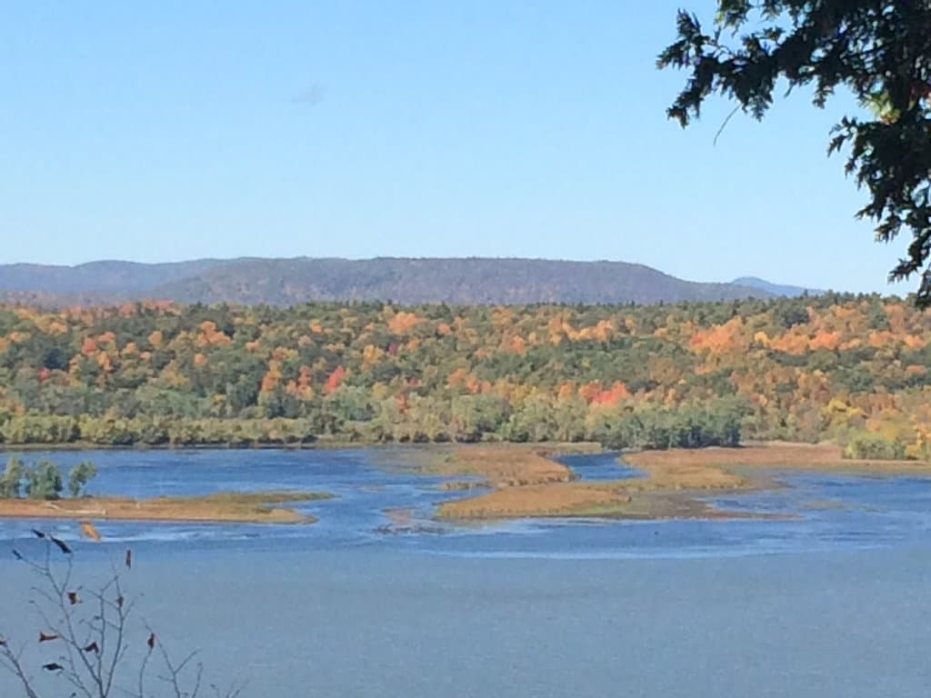 trees were turning
