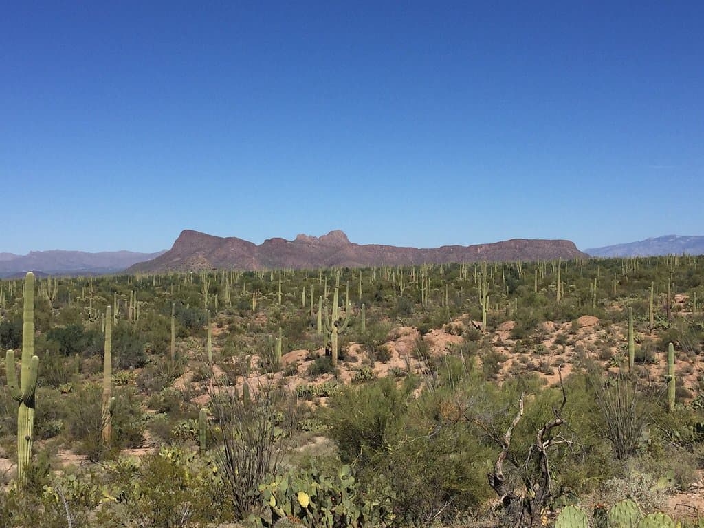 Signal Hill Petroglyphs